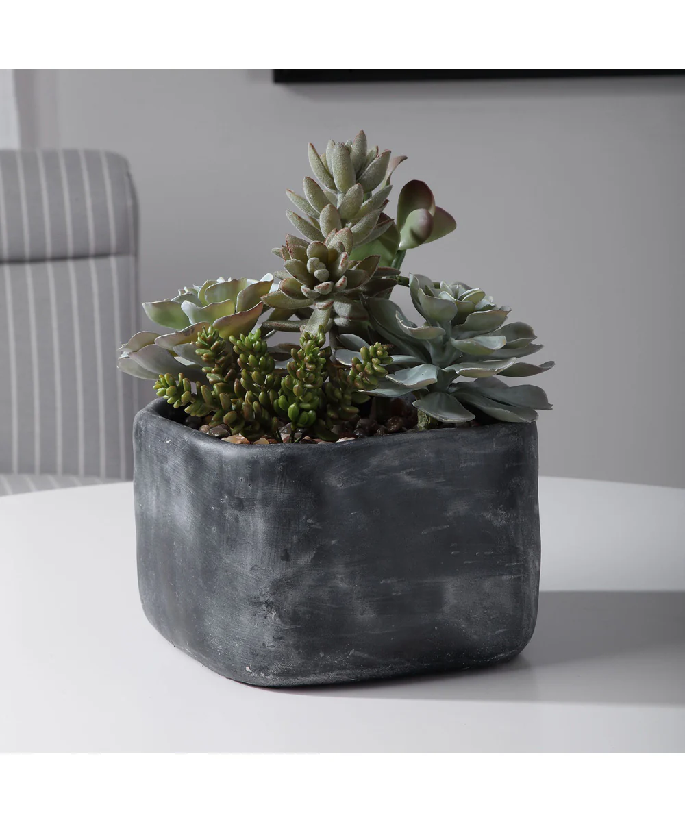 Alverio Desert Garden Succulents
