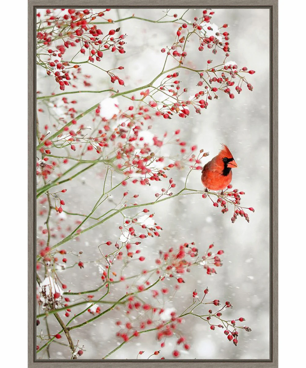Framed Red Cardinal and Red Berries by Carrie Ann Grippo-pike Canvas Wall Art Print (23  W x 33  H), Sylvie Greywash Frame