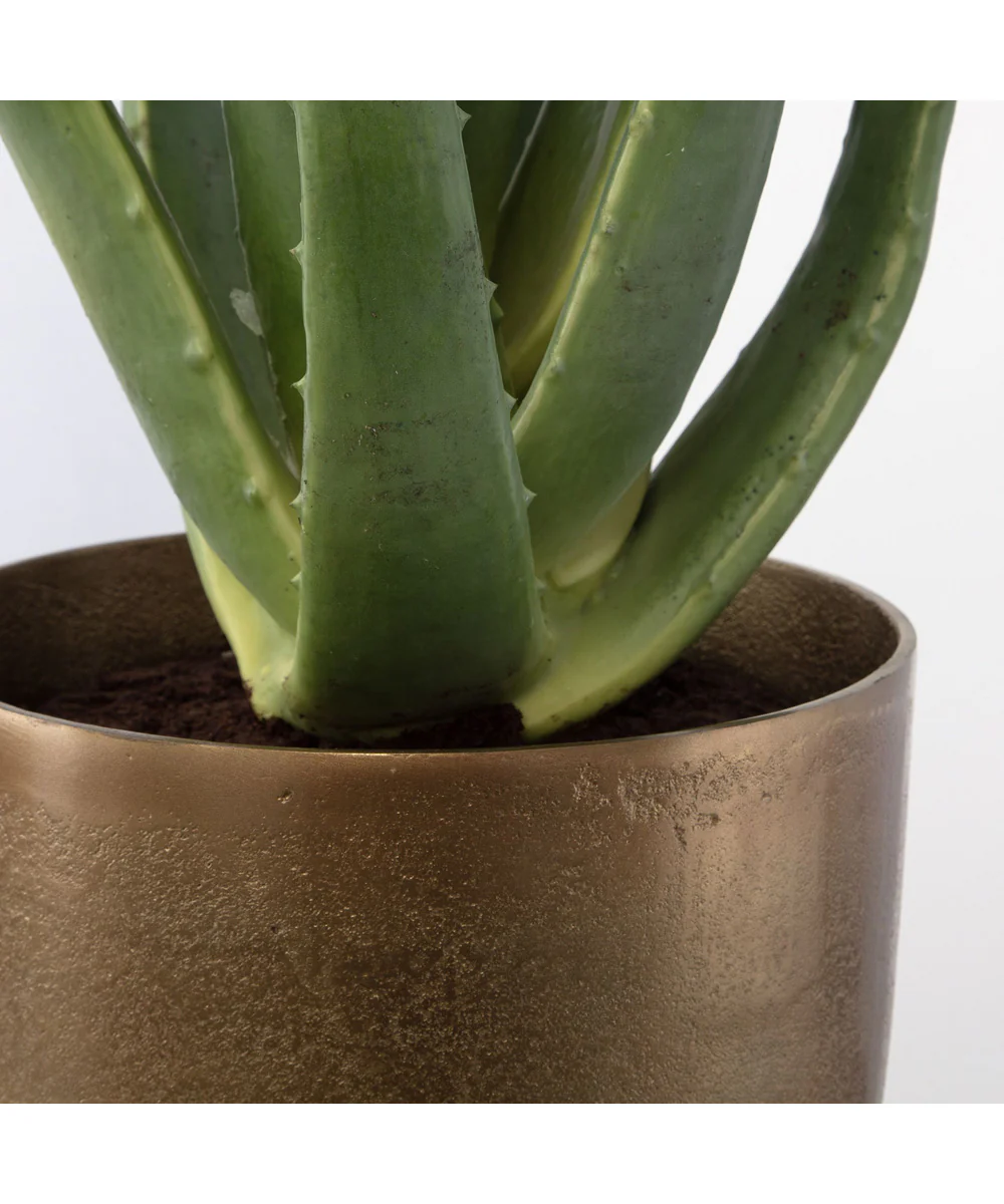 Arabia Aloe Planter - Image 4