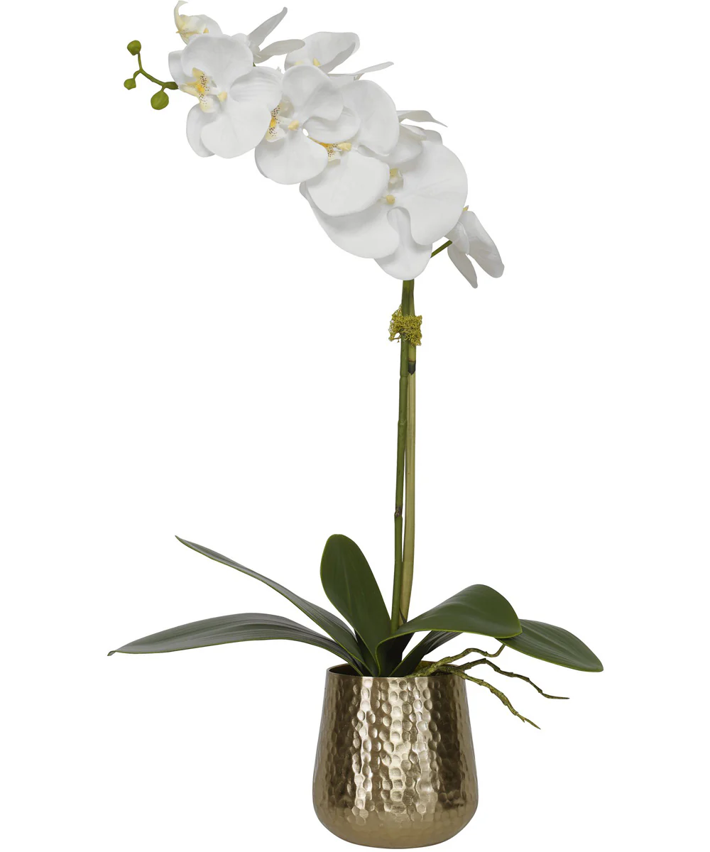 Cami Orchid With Brass Pot