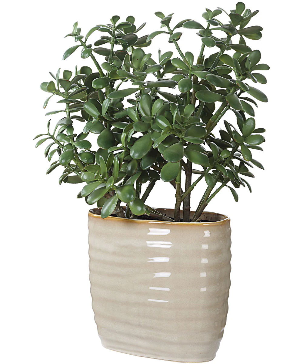 Crassula Jade Accent Plant - Image 3