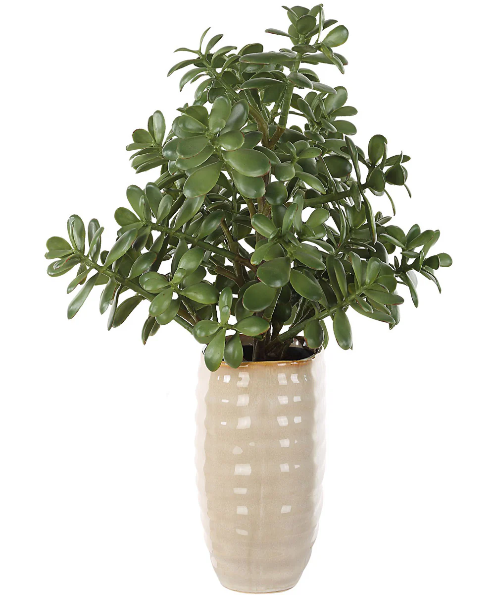 Crassula Jade Accent Plant - Image 4