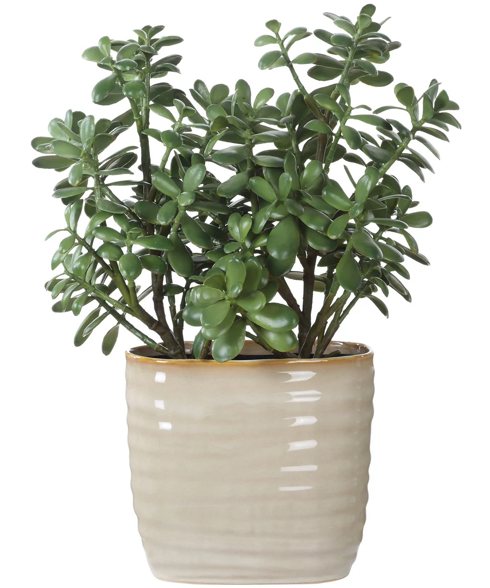 Crassula Jade Accent Plant - Image 5