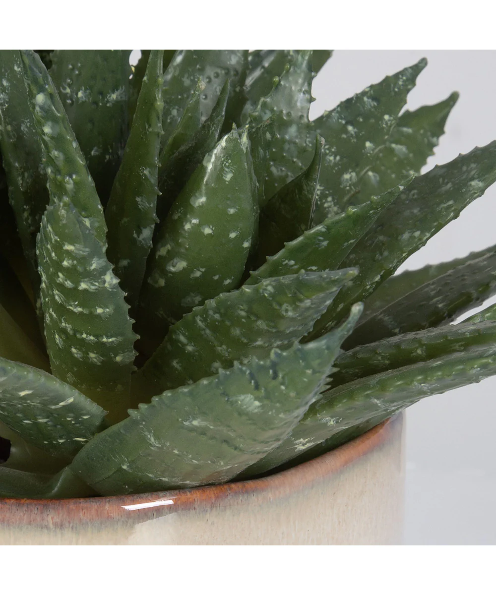 Doha Succulent Accent - Image 5