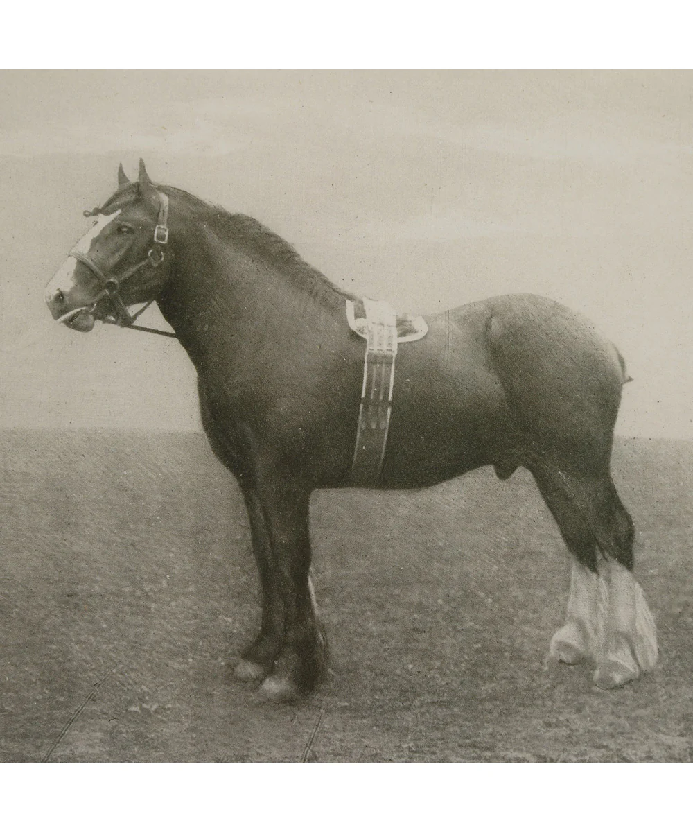 Equine Dynasty Framed Prints, Set of 9 - Image 5