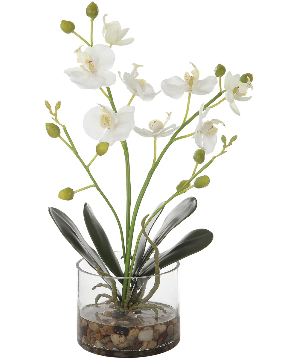 Glory Orchid
