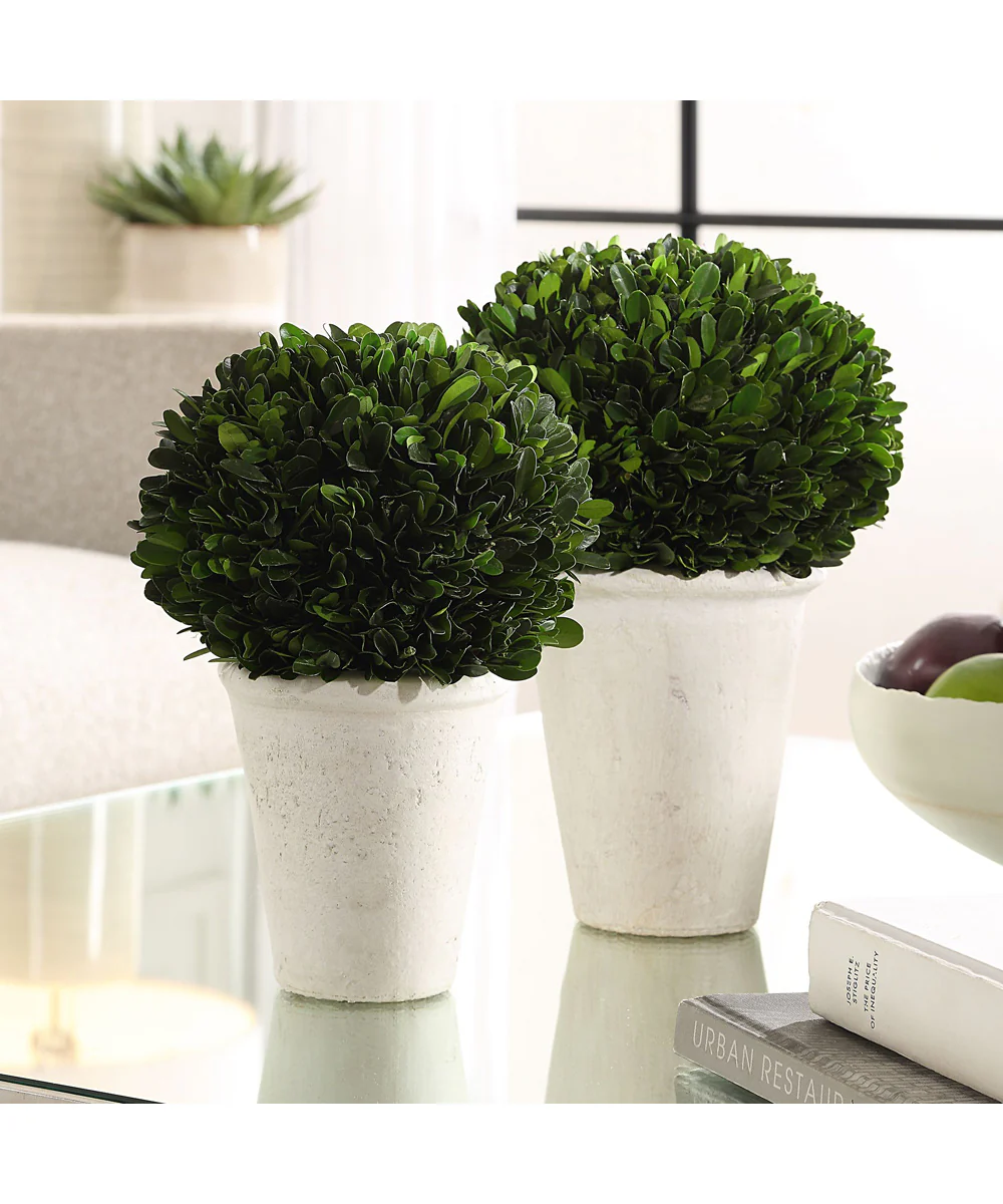 Preserved Boxwood Domes Set of 2 - Image 2
