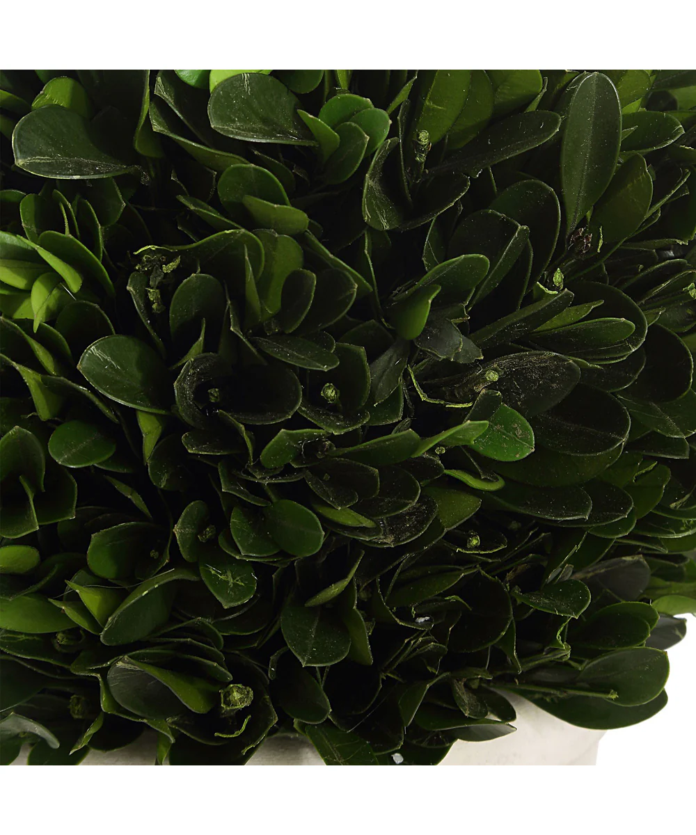 Preserved Boxwood Domes Set of 2 - Image 4