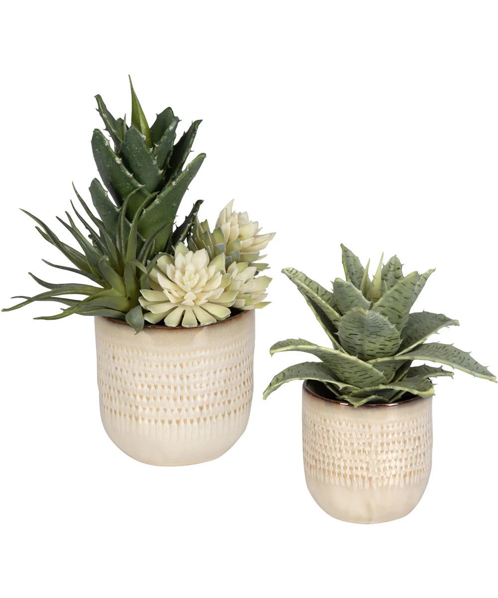 Seaside Succulents, Set of 2 - Image 3