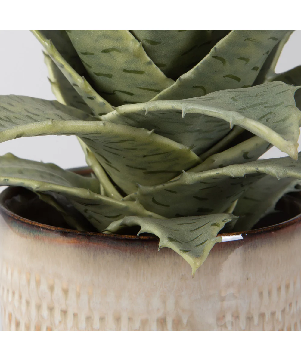 Seaside Succulents, Set of 2 - Image 4
