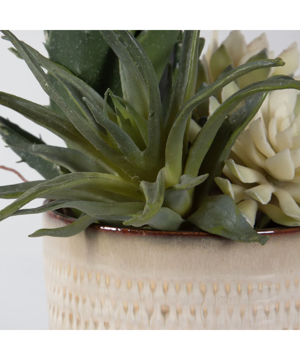 Seaside Succulents, Set of 2 - Image 5