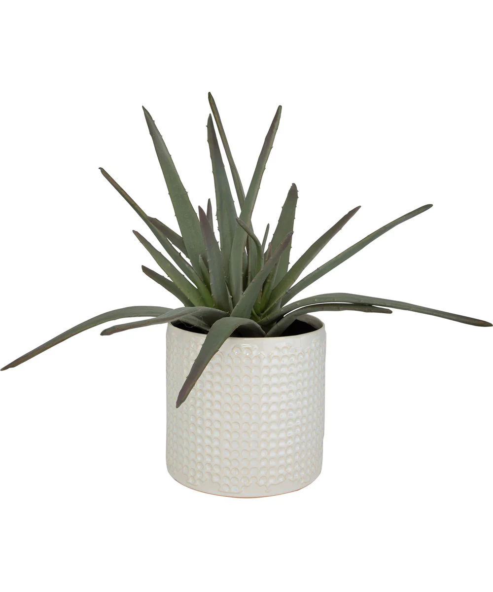 Taos Aloe Centerpiece - Image 2