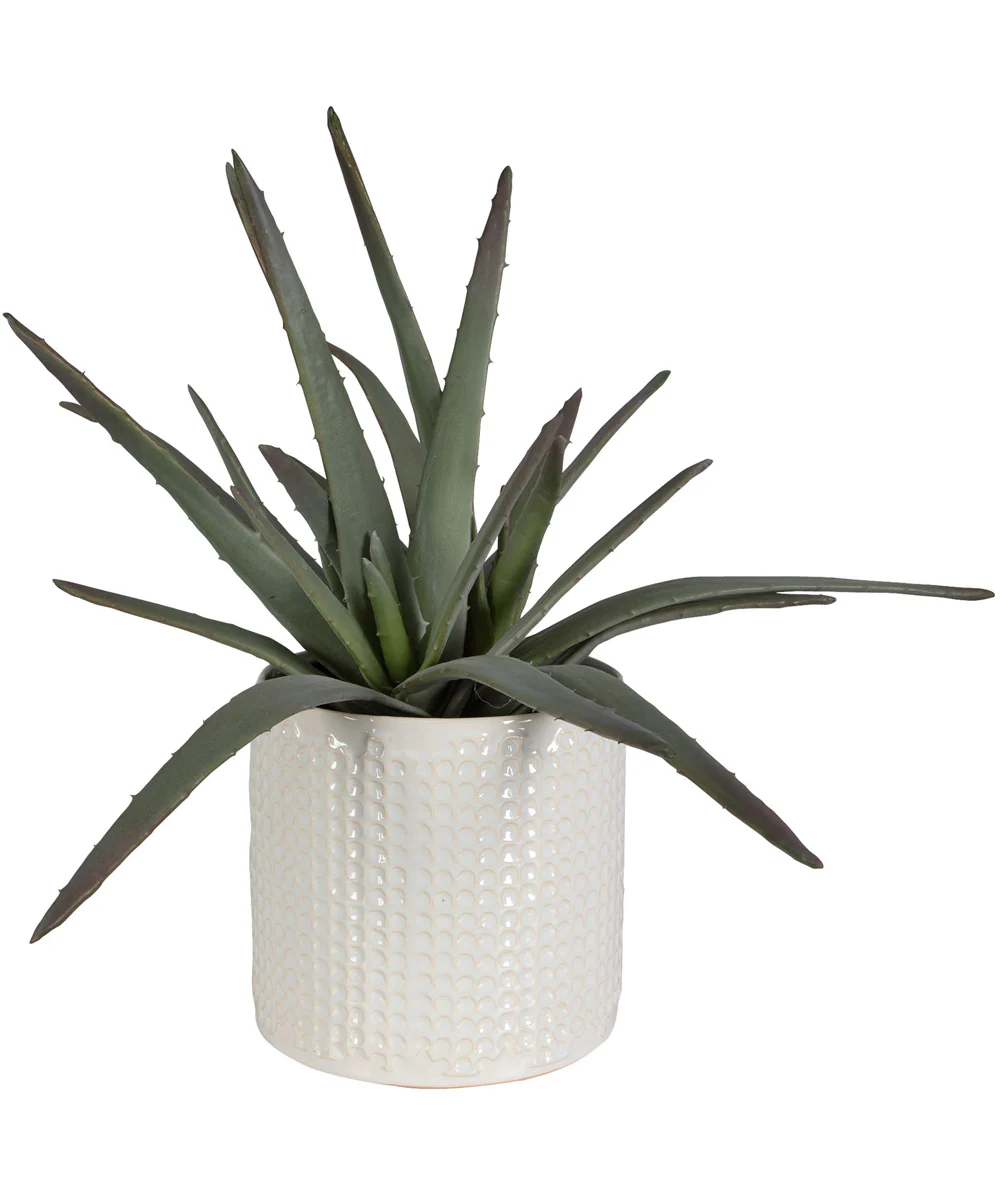 Taos Aloe Centerpiece - Image 3