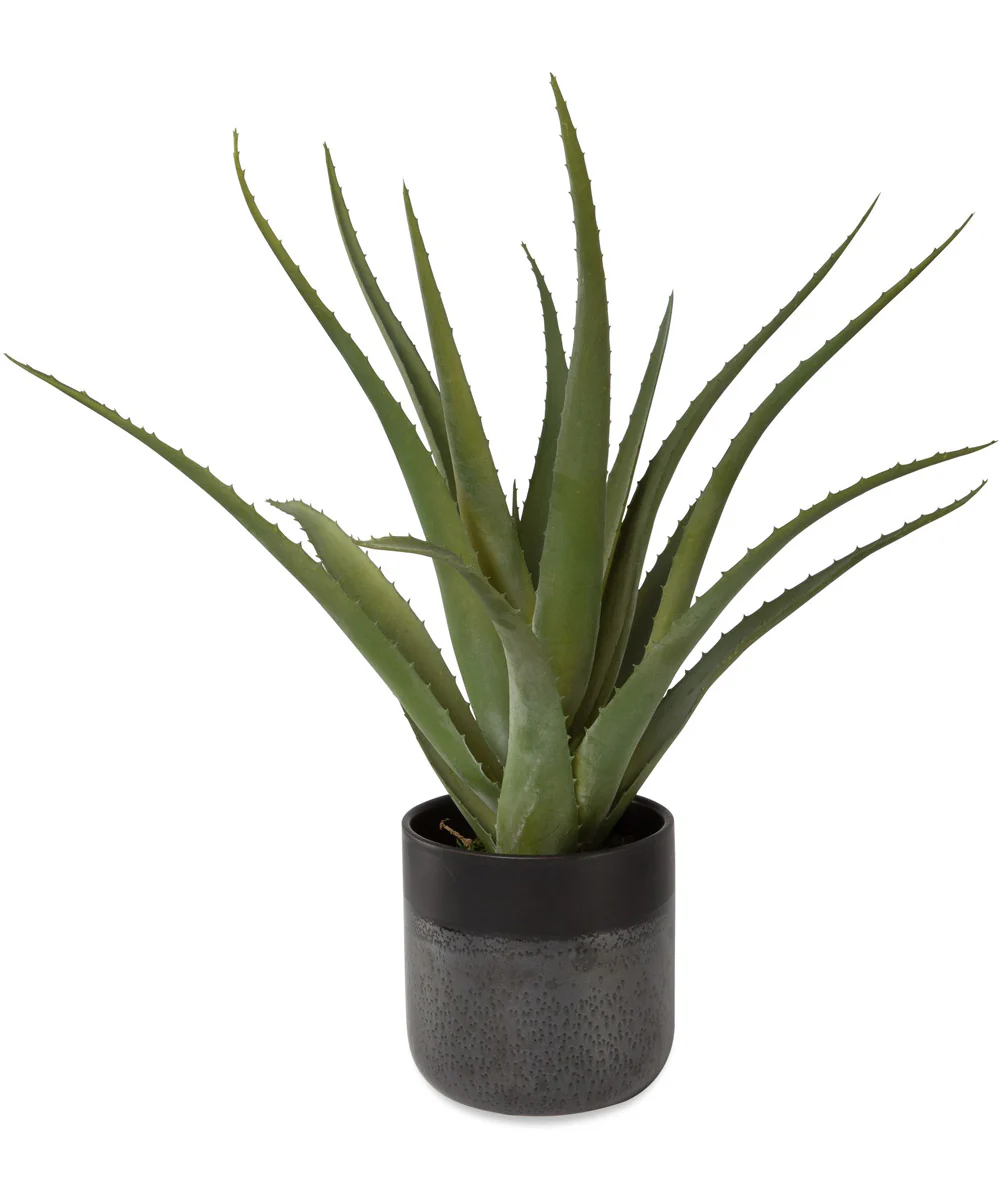 Tucson Aloe Planter - Image 3